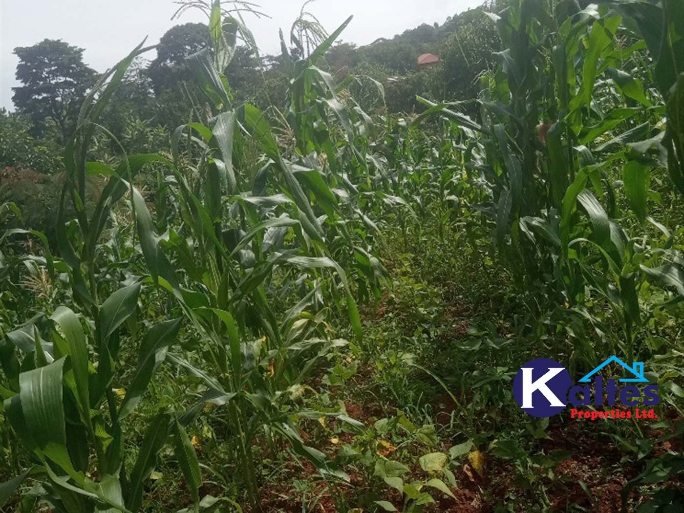 Agricultural Land for sale in Kabila Kayunga