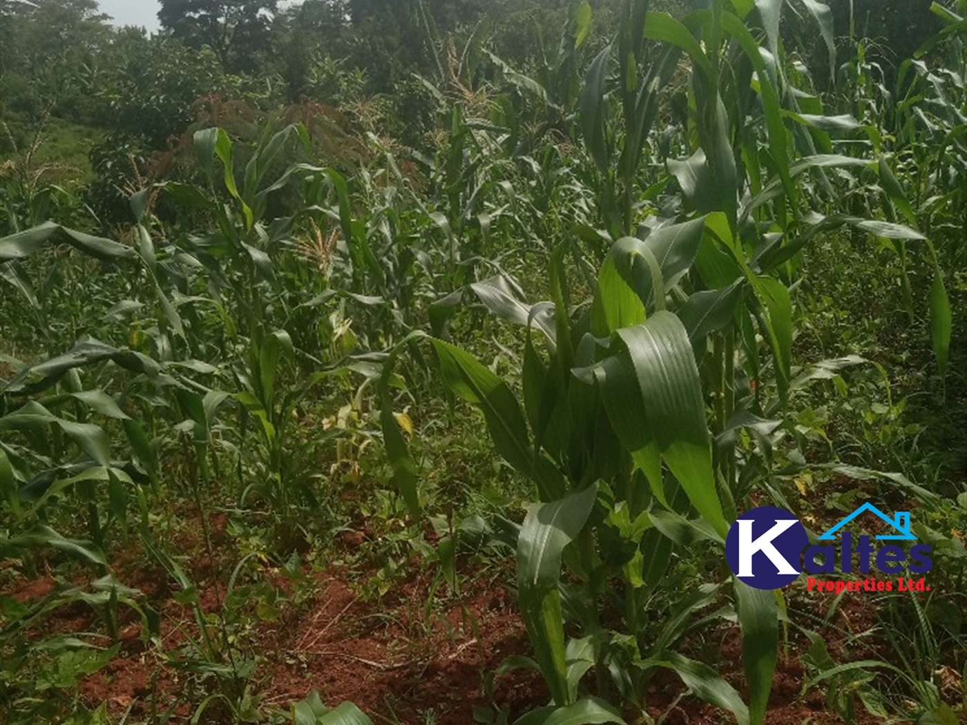 Agricultural Land for sale in Kabila Kayunga