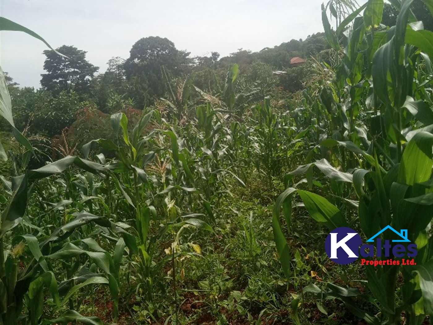 Agricultural Land for sale in Kabila Kayunga