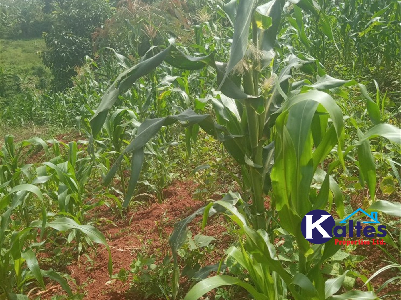 Agricultural Land for sale in Kabila Kayunga