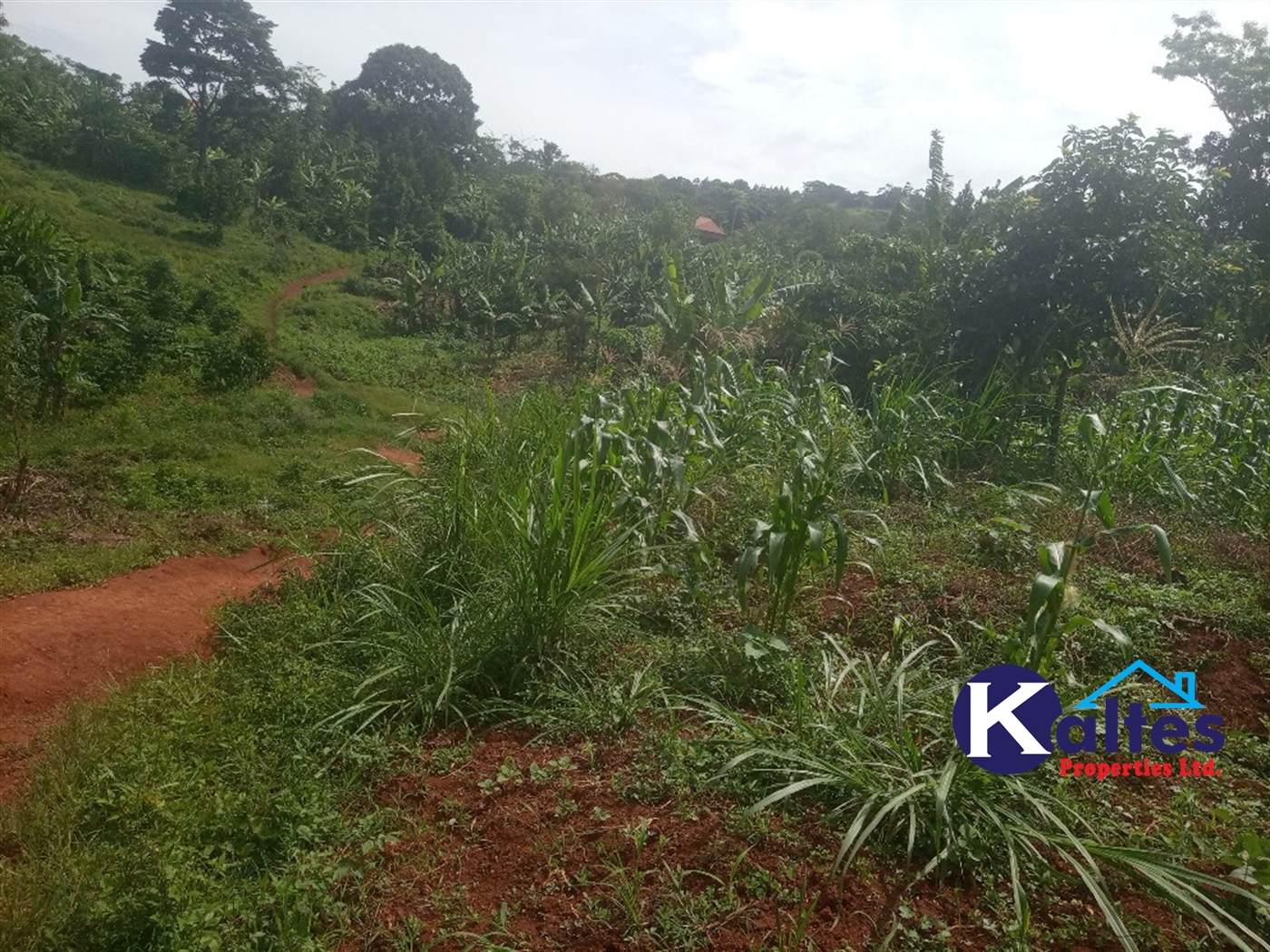 Agricultural Land for sale in Kabila Kayunga