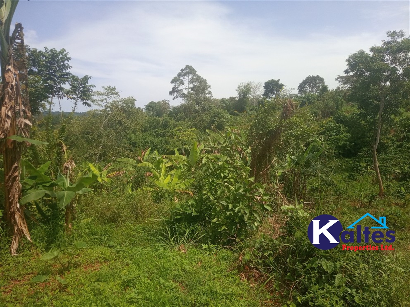 Agricultural Land for sale in Kalenge Kayunga