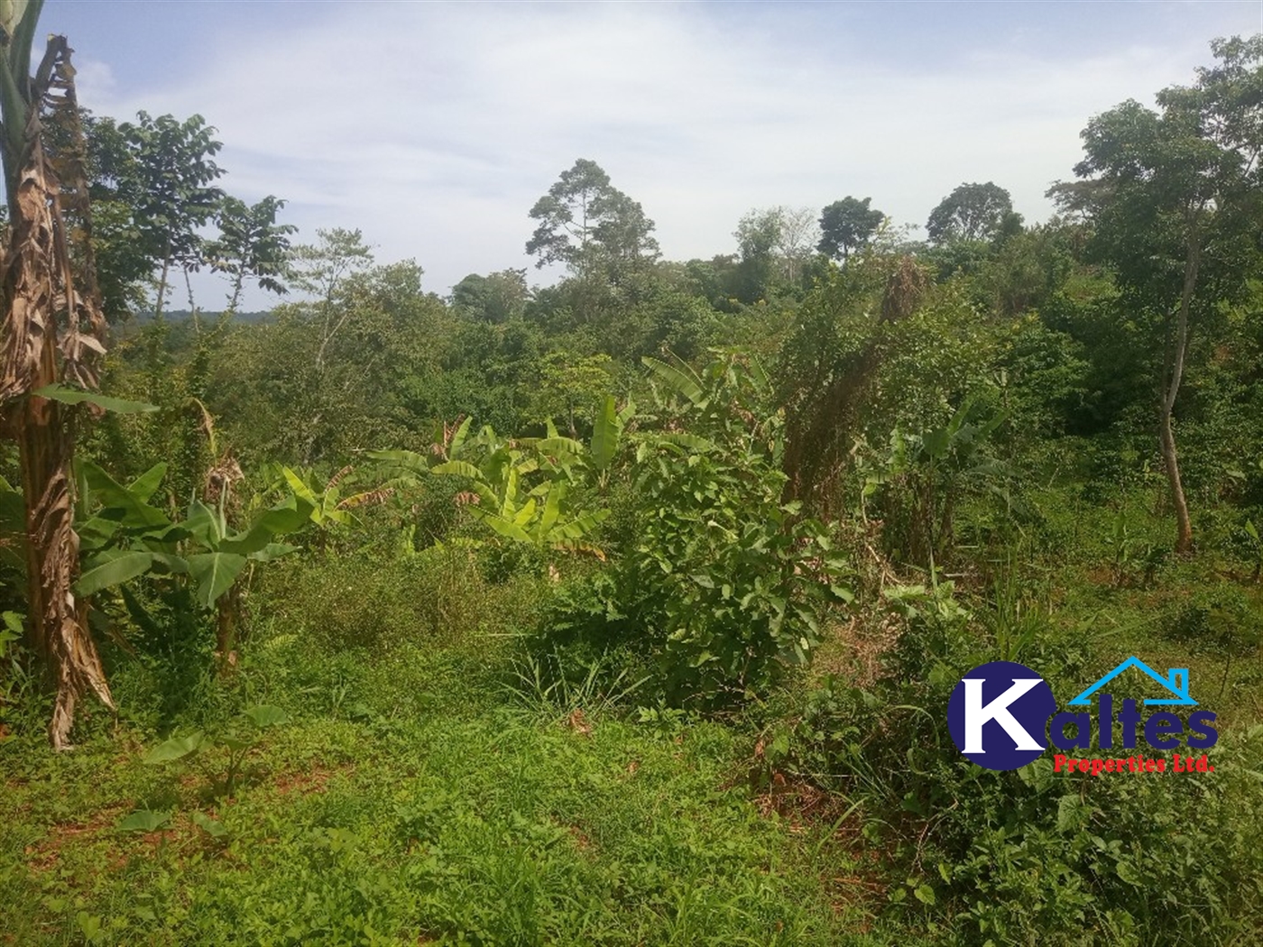 Agricultural Land for sale in Kalenge Kayunga