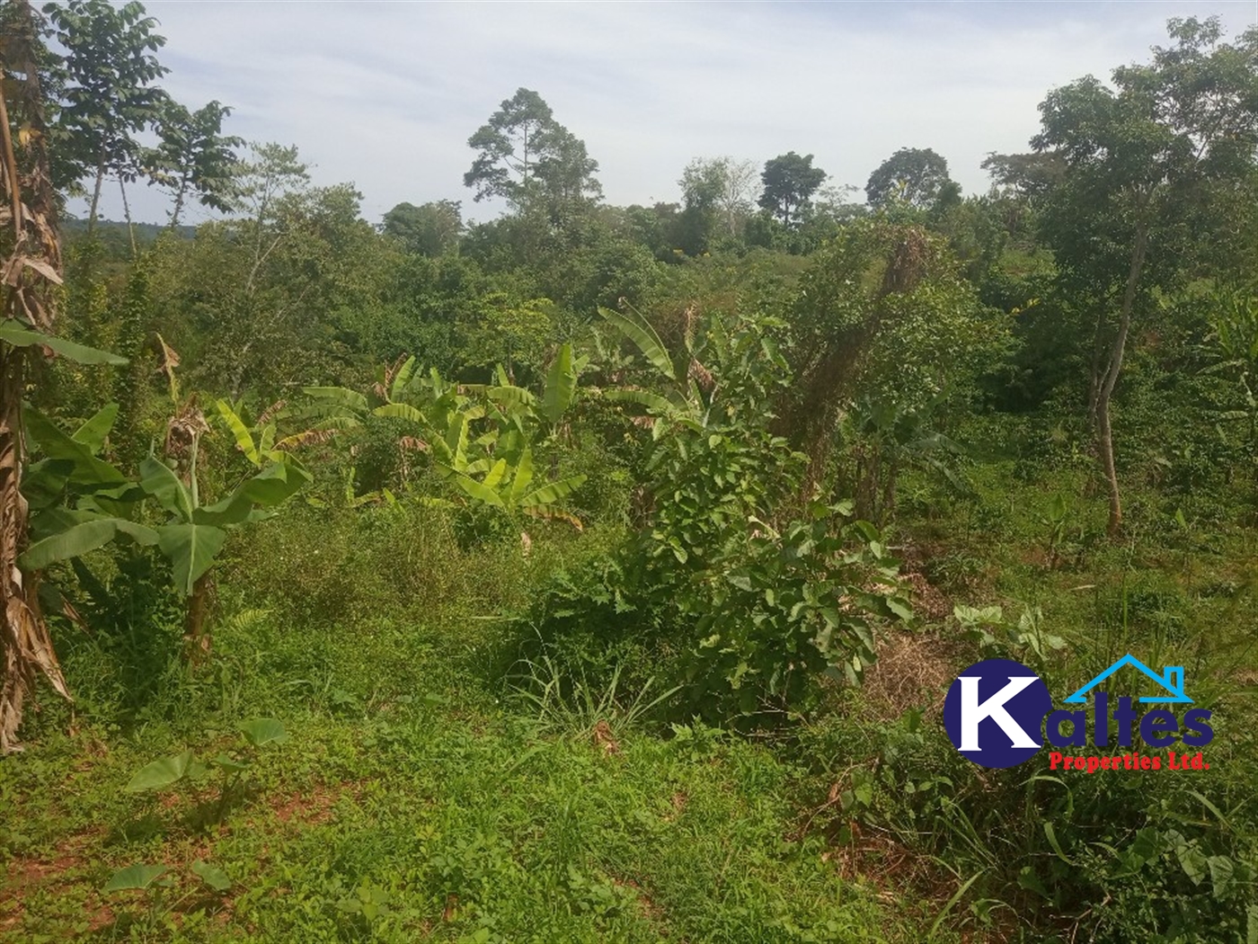 Agricultural Land for sale in Kalenge Kayunga