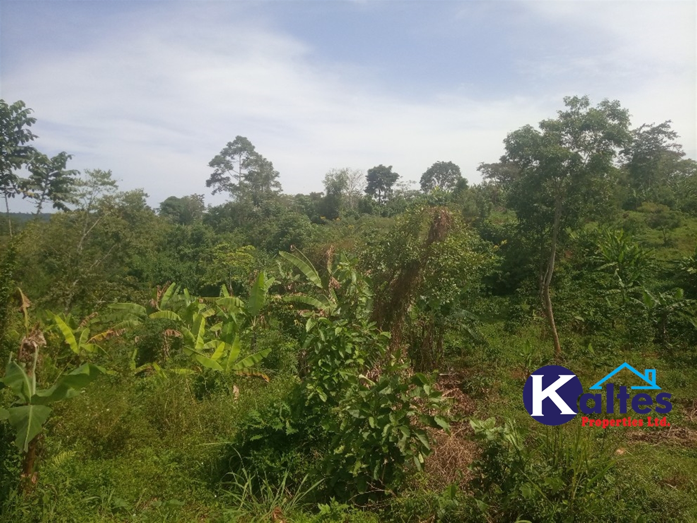 Agricultural Land for sale in Kalenge Kayunga