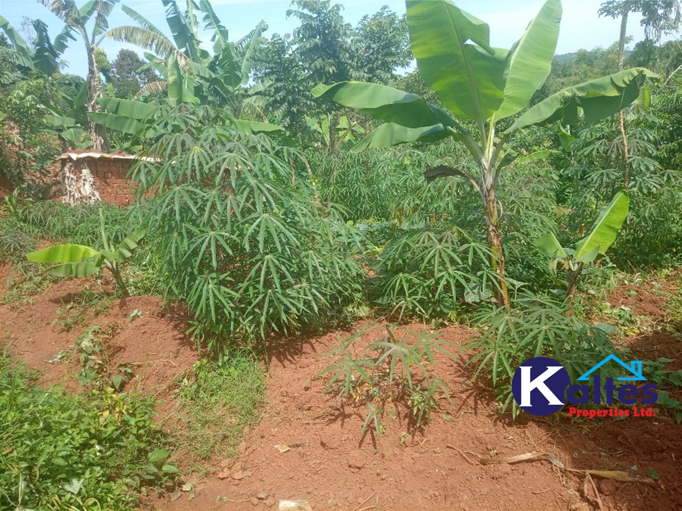 Agricultural Land for sale in Kalenge Kayunga