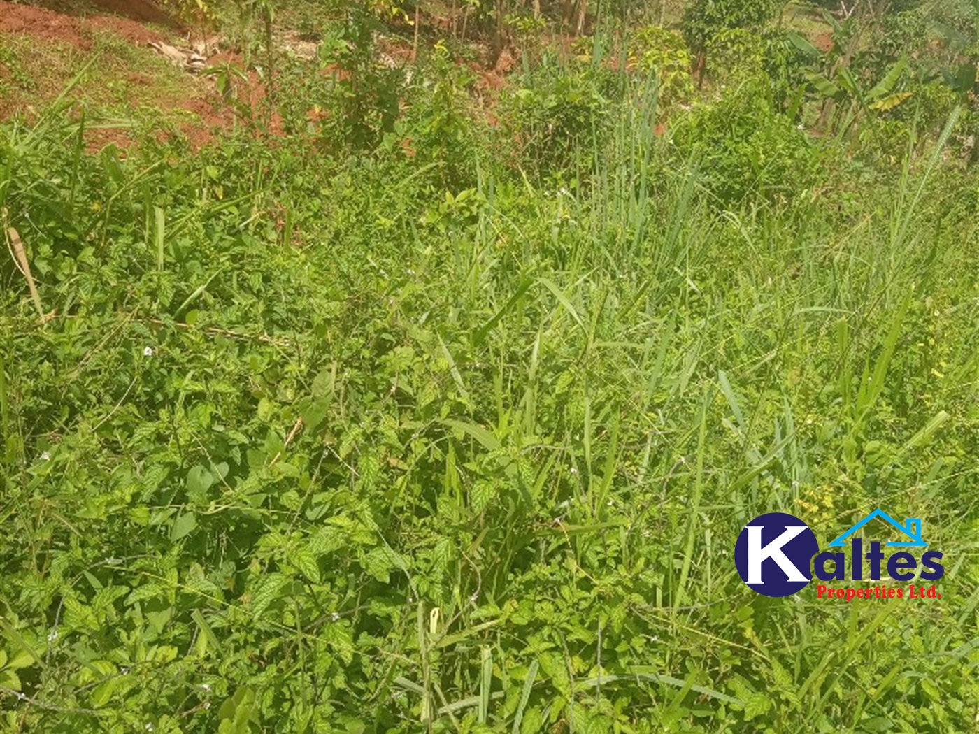 Agricultural Land for sale in Kalenge Kayunga