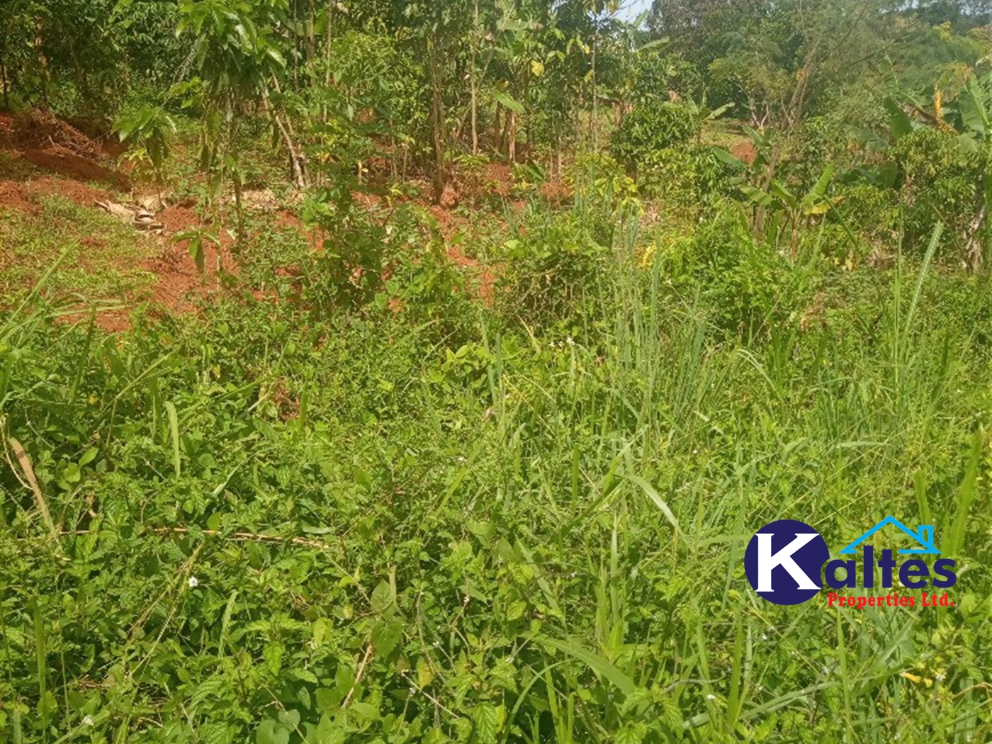 Agricultural Land for sale in Kalenge Kayunga