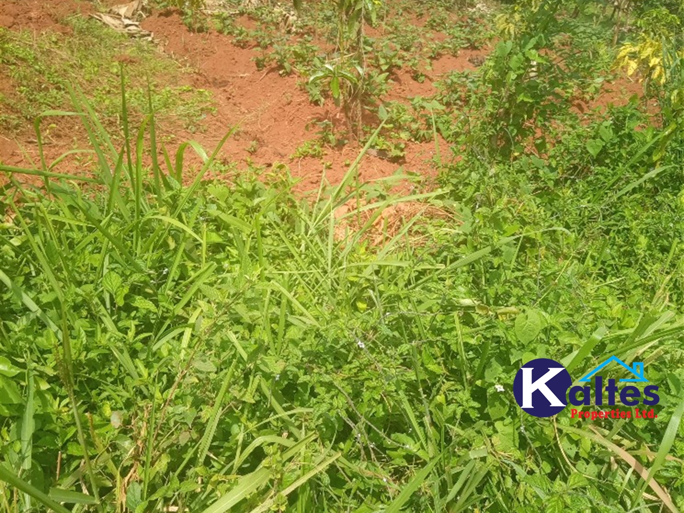 Agricultural Land for sale in Kalenge Kayunga