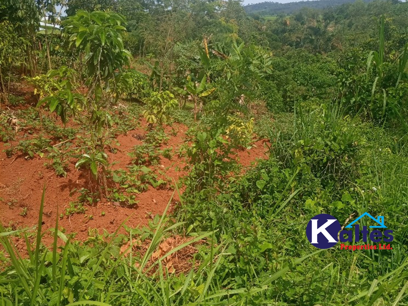 Agricultural Land for sale in Kalenge Kayunga