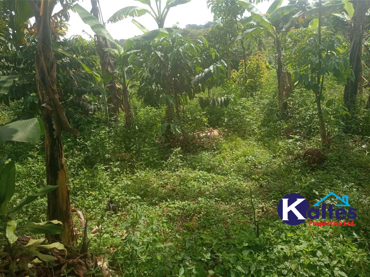 Agricultural Land for sale in Kalenge Kayunga