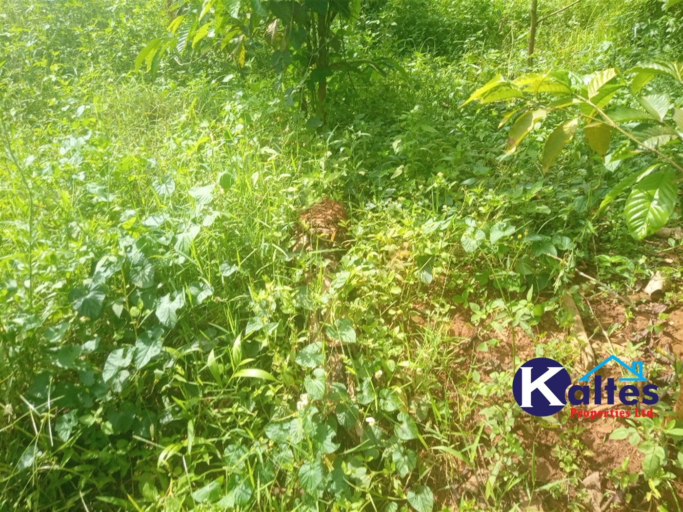 Agricultural Land for sale in Kalenge Kayunga