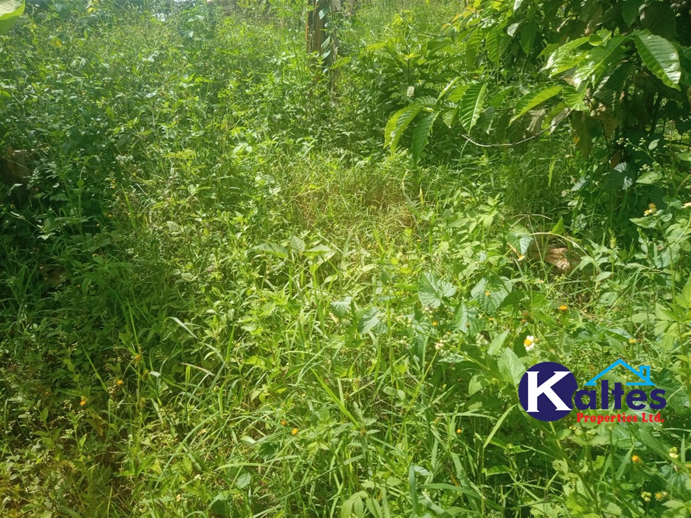 Agricultural Land for sale in Kalenge Kayunga