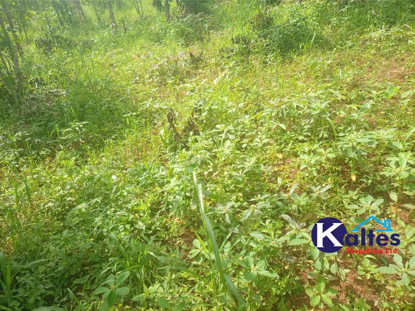 Agricultural Land for sale in Kalenge Kayunga