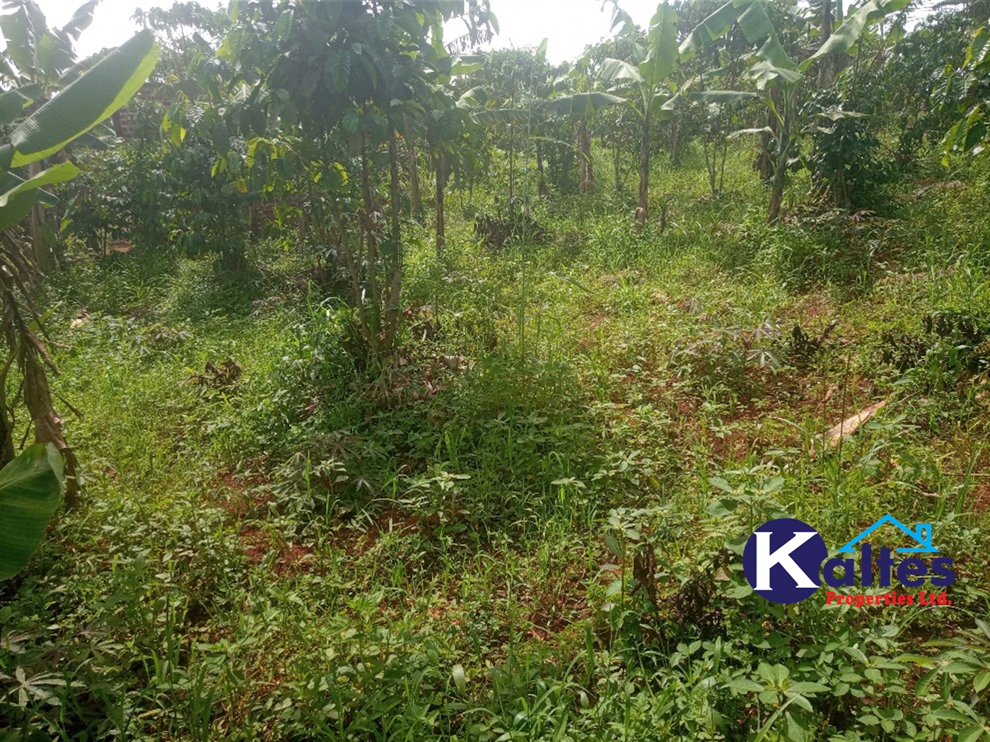 Agricultural Land for sale in Kamusabi Kayunga