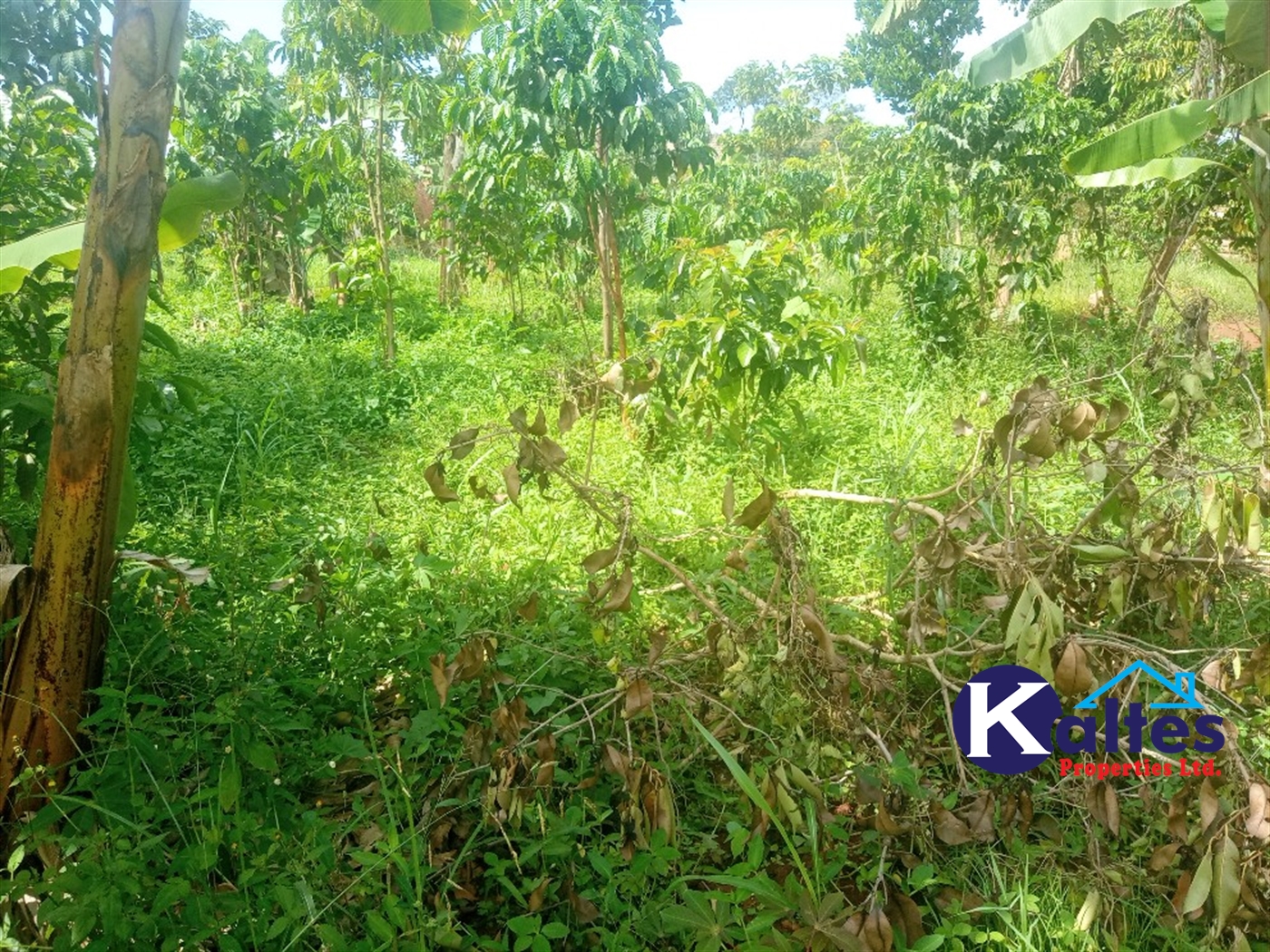 Agricultural Land for sale in Kamusabi Kayunga