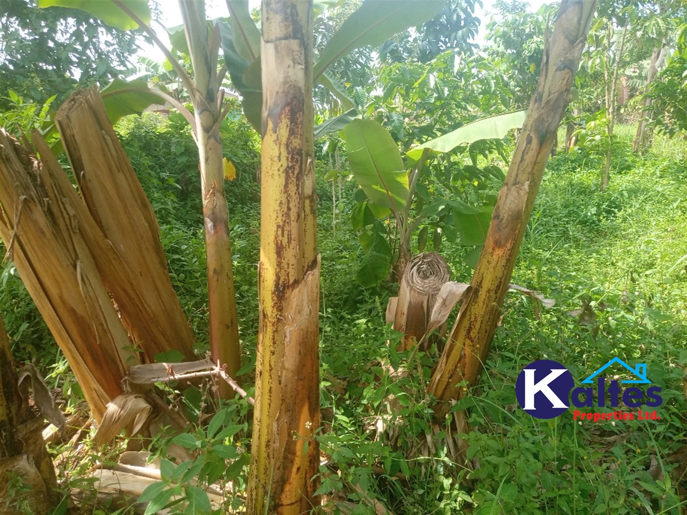 Agricultural Land for sale in Kamusabi Kayunga