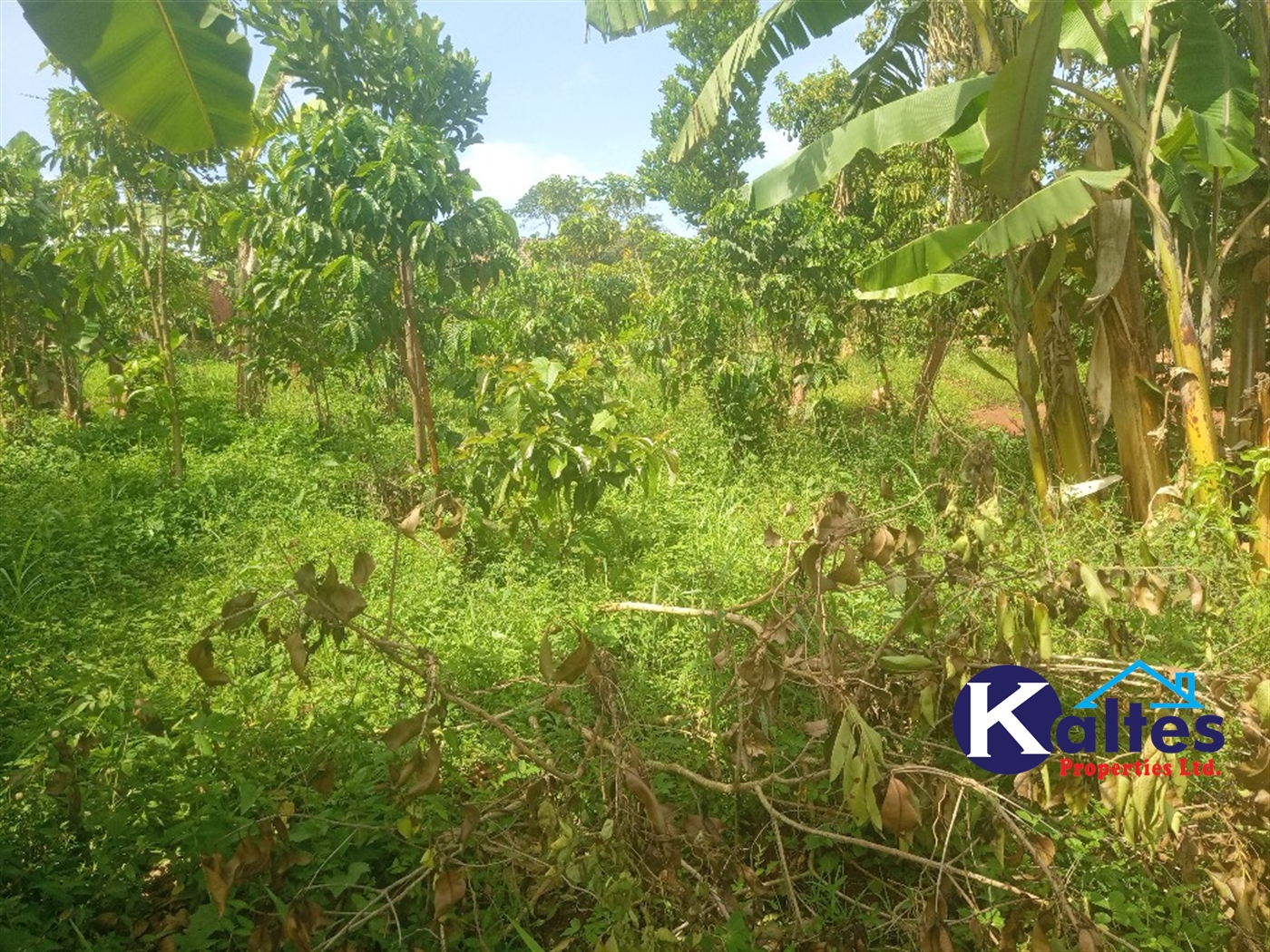 Agricultural Land for sale in Kamusabi Kayunga