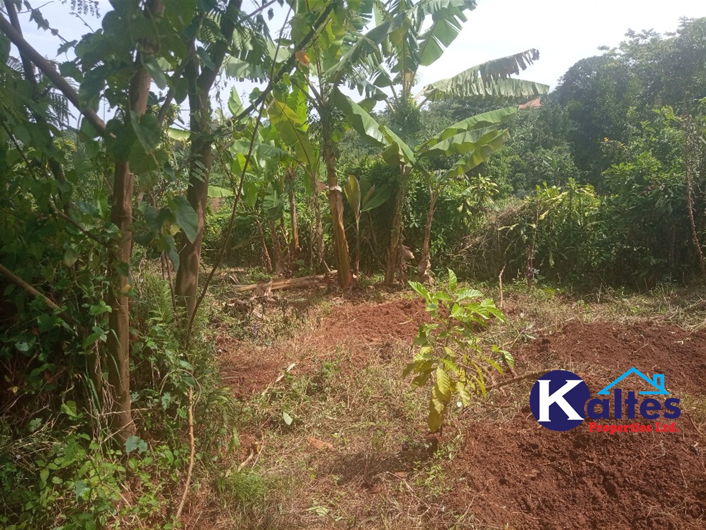 Agricultural Land for sale in Kamusabi Kayunga