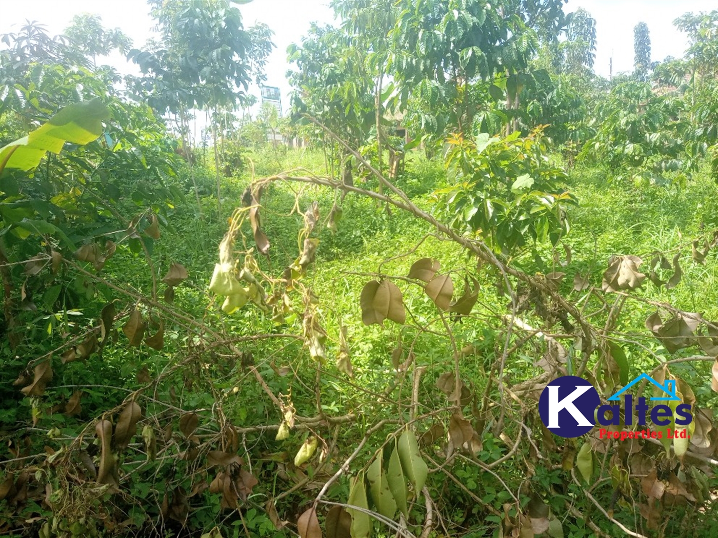 Agricultural Land for sale in Kamusabi Kayunga