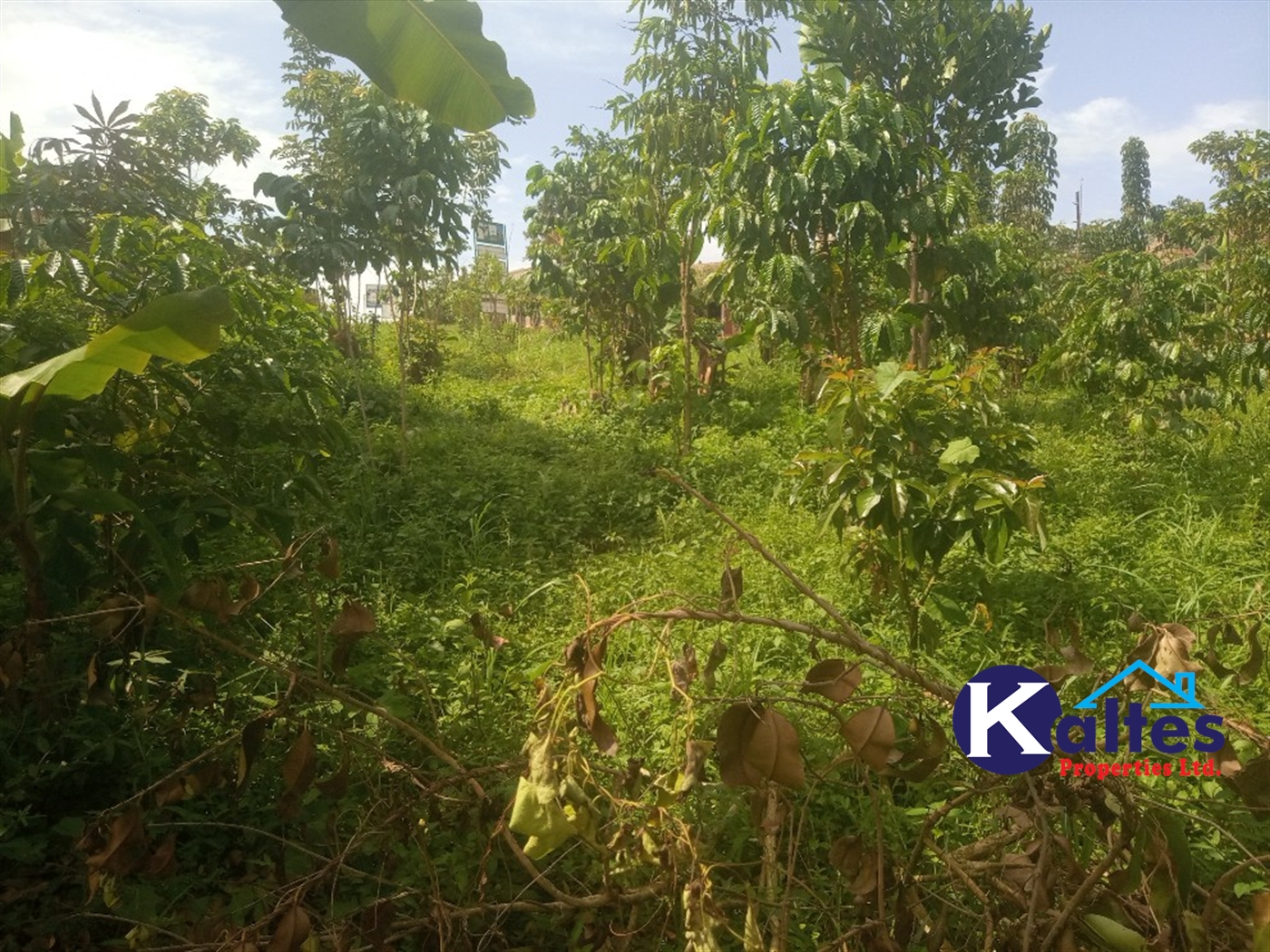 Agricultural Land for sale in Kamusabi Kayunga