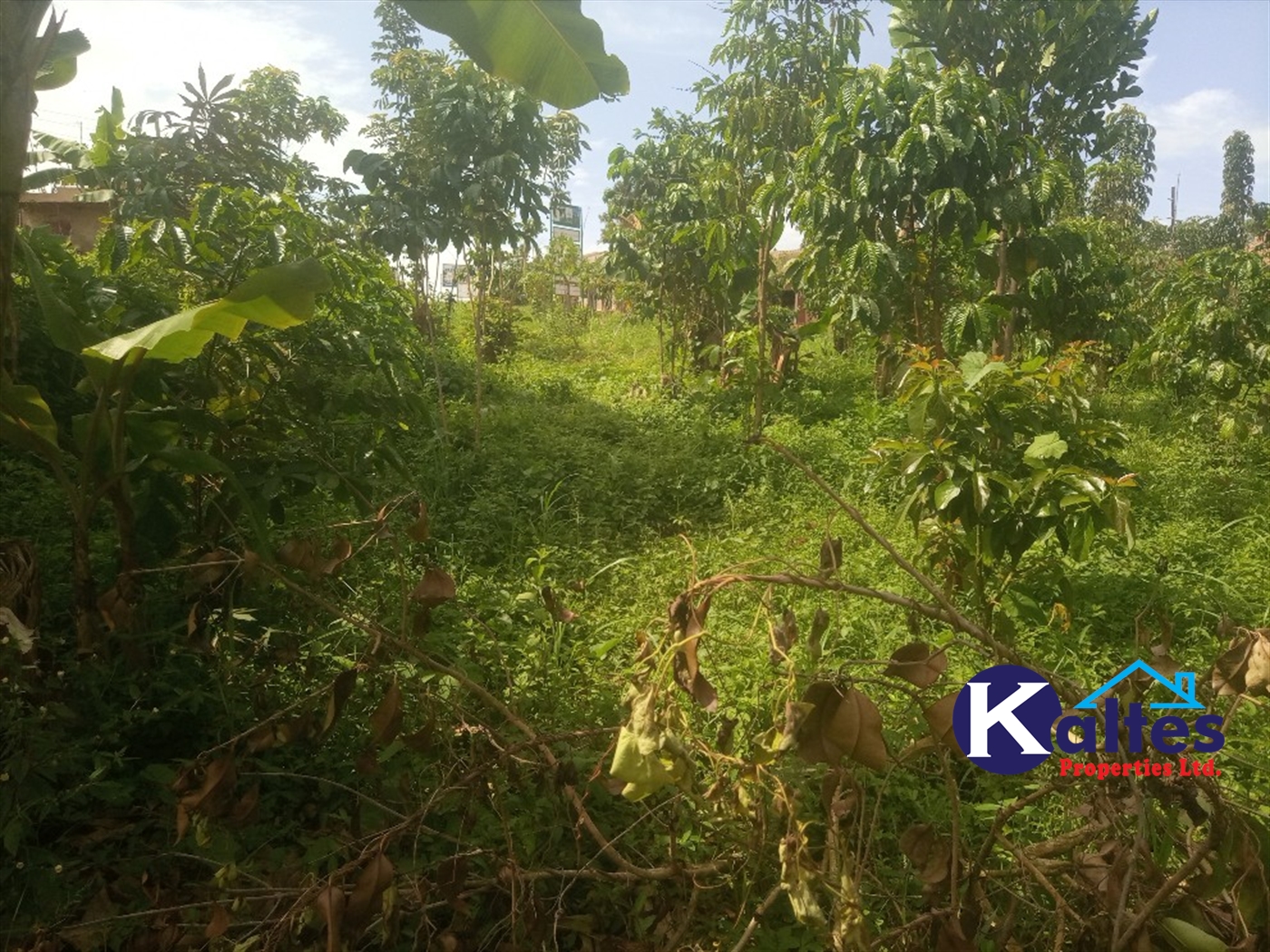 Agricultural Land for sale in Kamusabi Kayunga