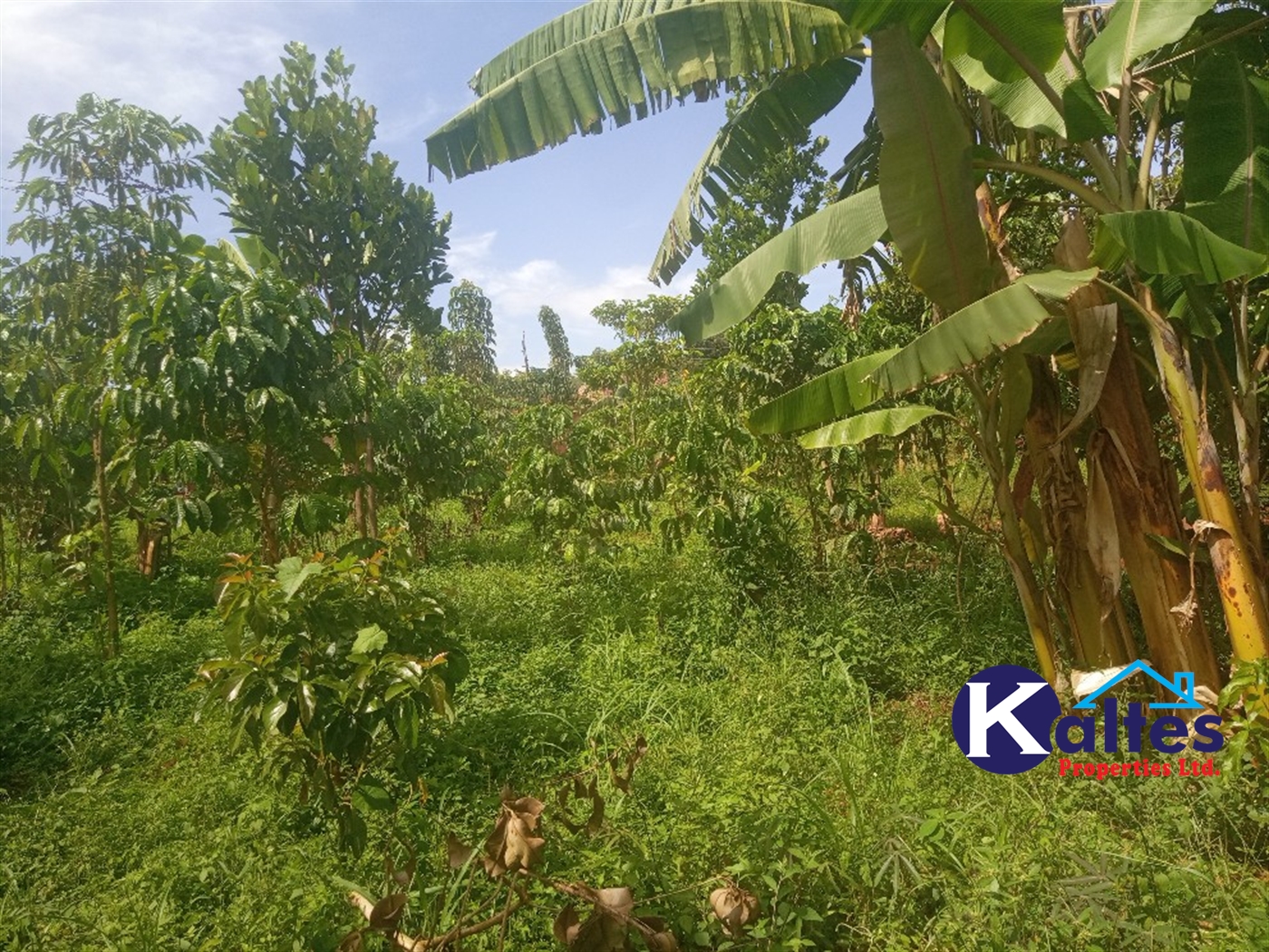 Agricultural Land for sale in Kamusabi Kayunga