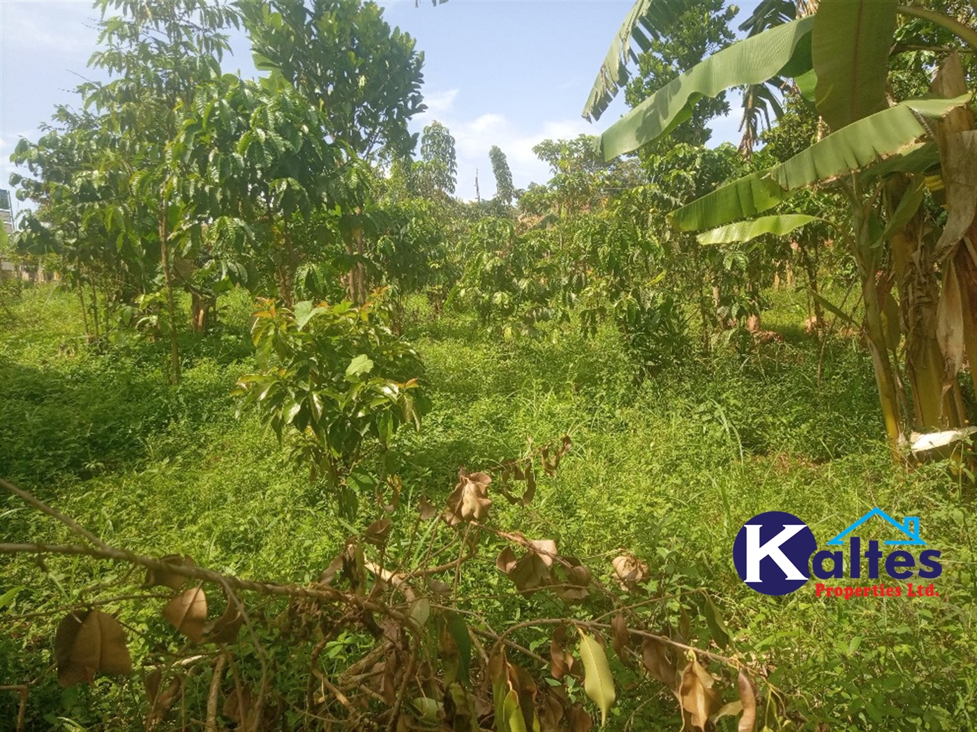 Agricultural Land for sale in Kamusabi Kayunga