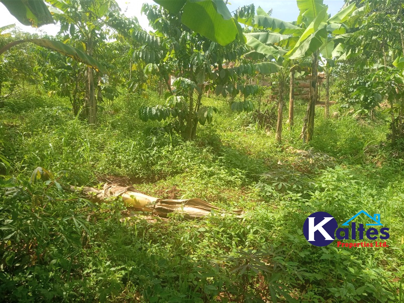 Agricultural Land for sale in Kangulumira Kayunga