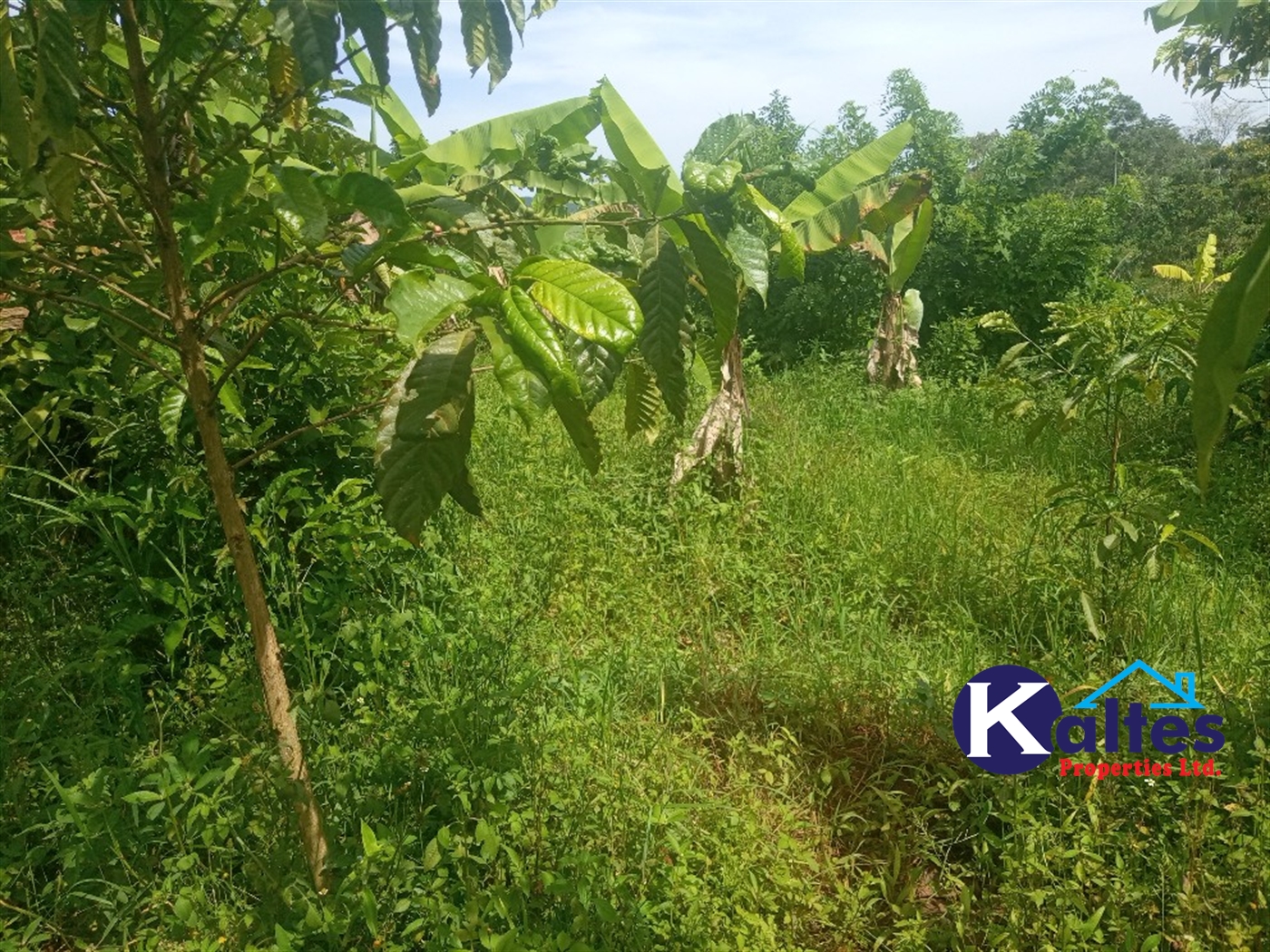 Agricultural Land for sale in Kangulumira Kayunga