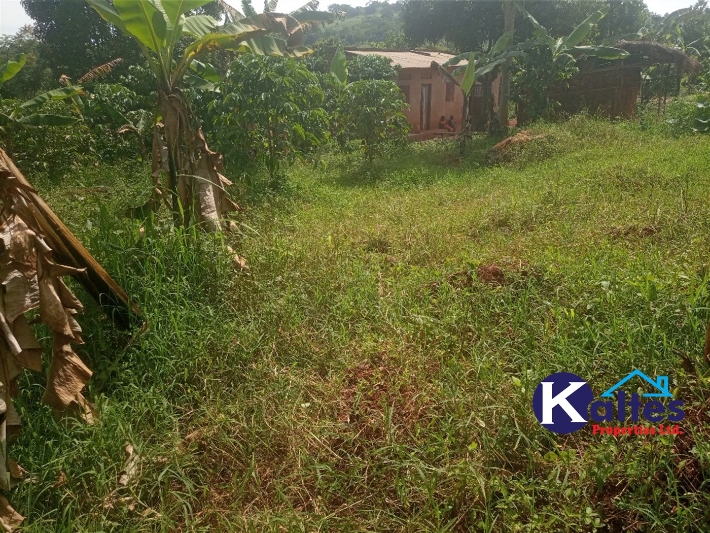 Agricultural Land for sale in Kanjuki Kayunga