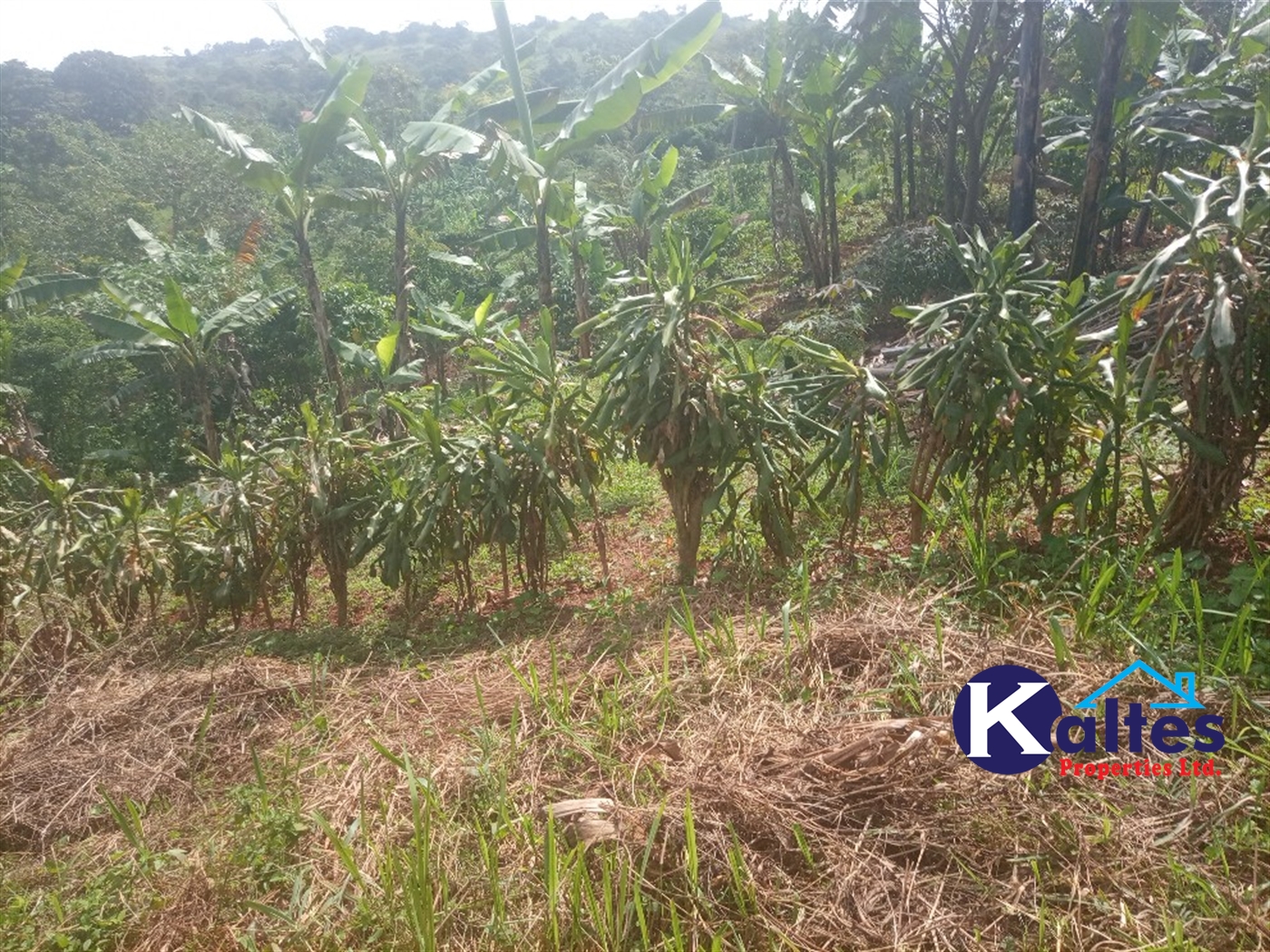 Agricultural Land for sale in Kanjuki Kayunga