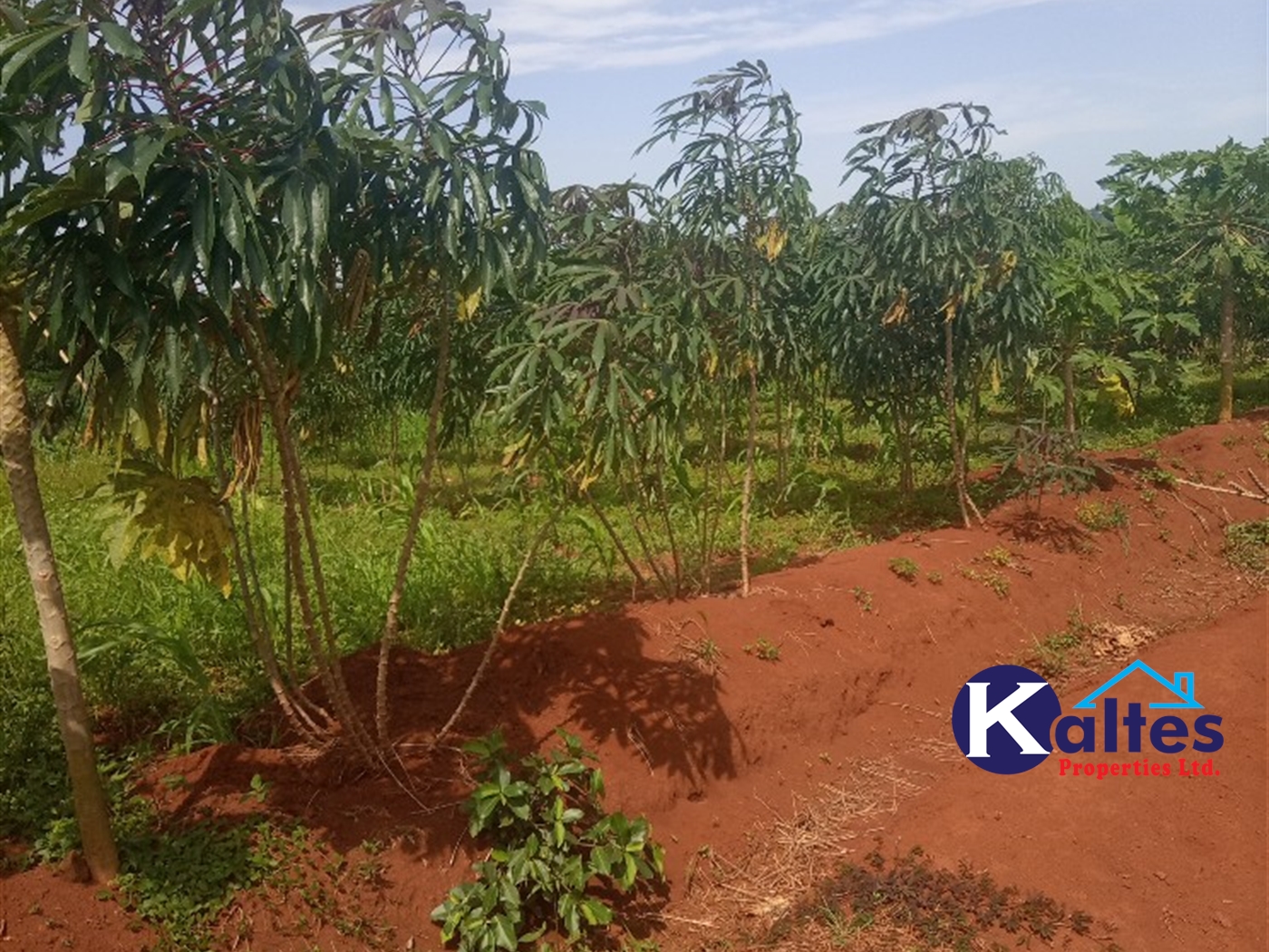 Agricultural Land for sale in Kayonza Kayunga