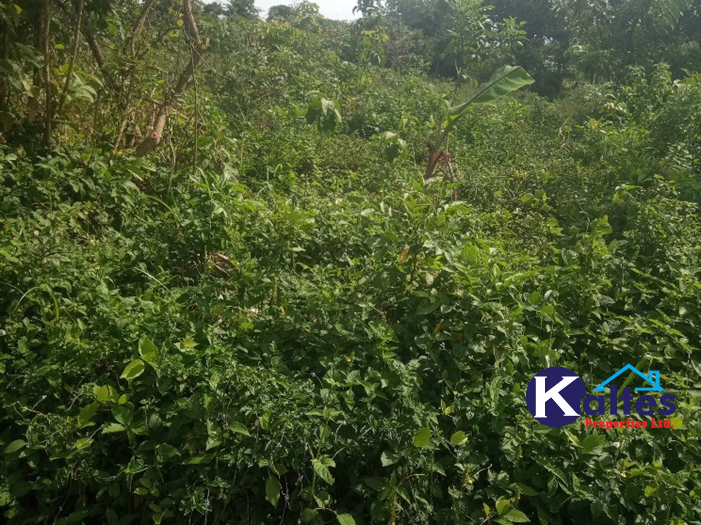 Agricultural Land for sale in Kayonza Kayunga