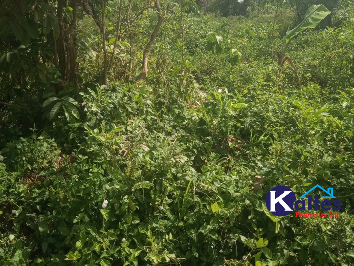 Agricultural Land for sale in Kayonza Kayunga