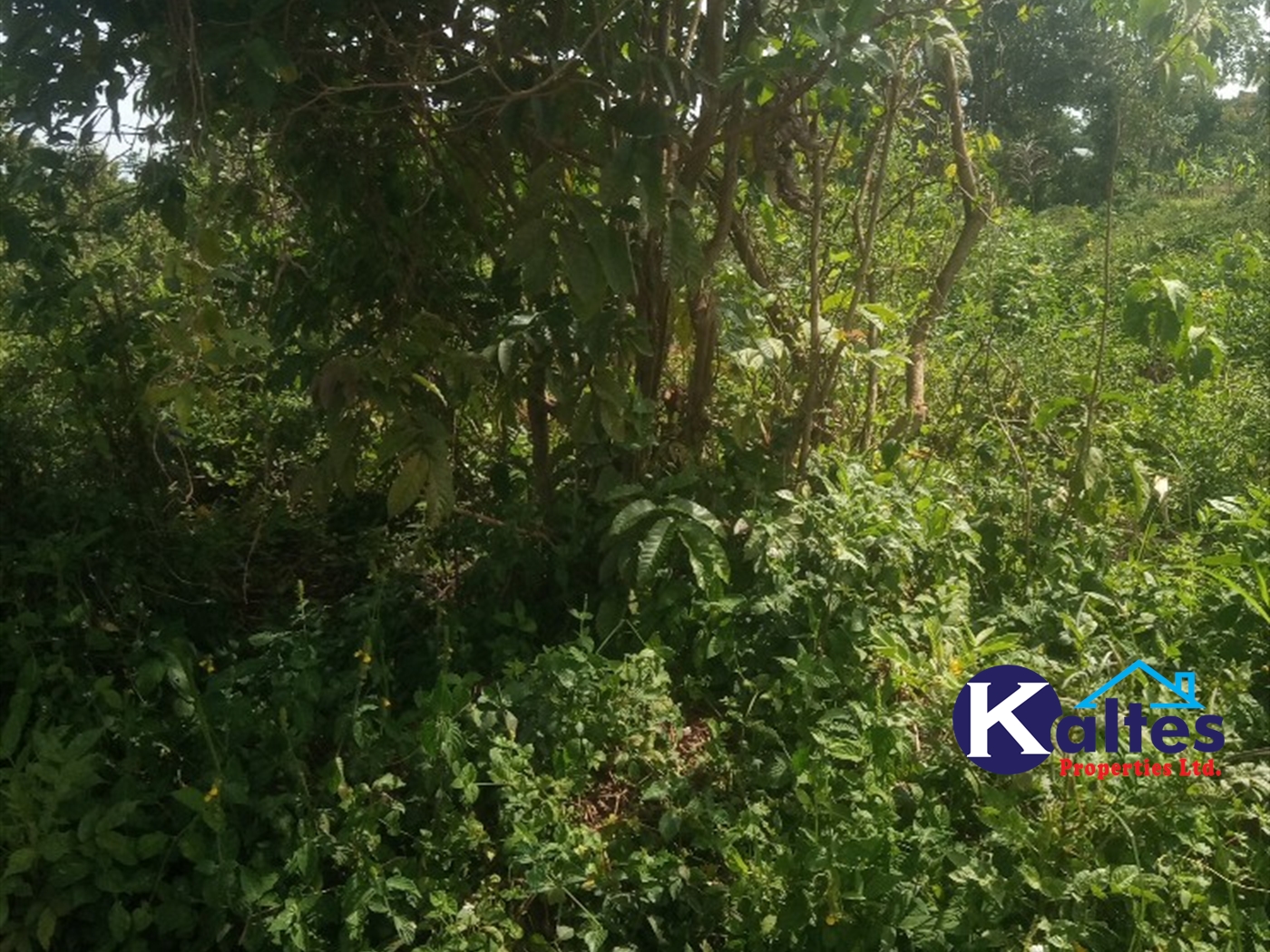 Agricultural Land for sale in Kayonza Kayunga