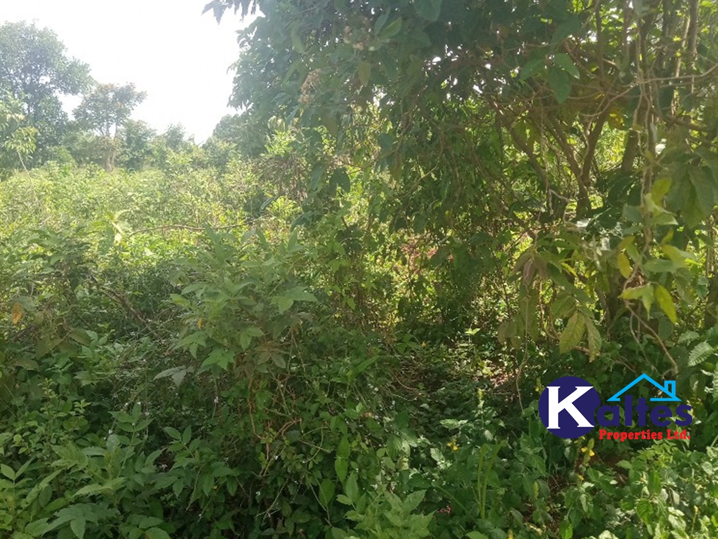 Agricultural Land for sale in Kayonza Kayunga