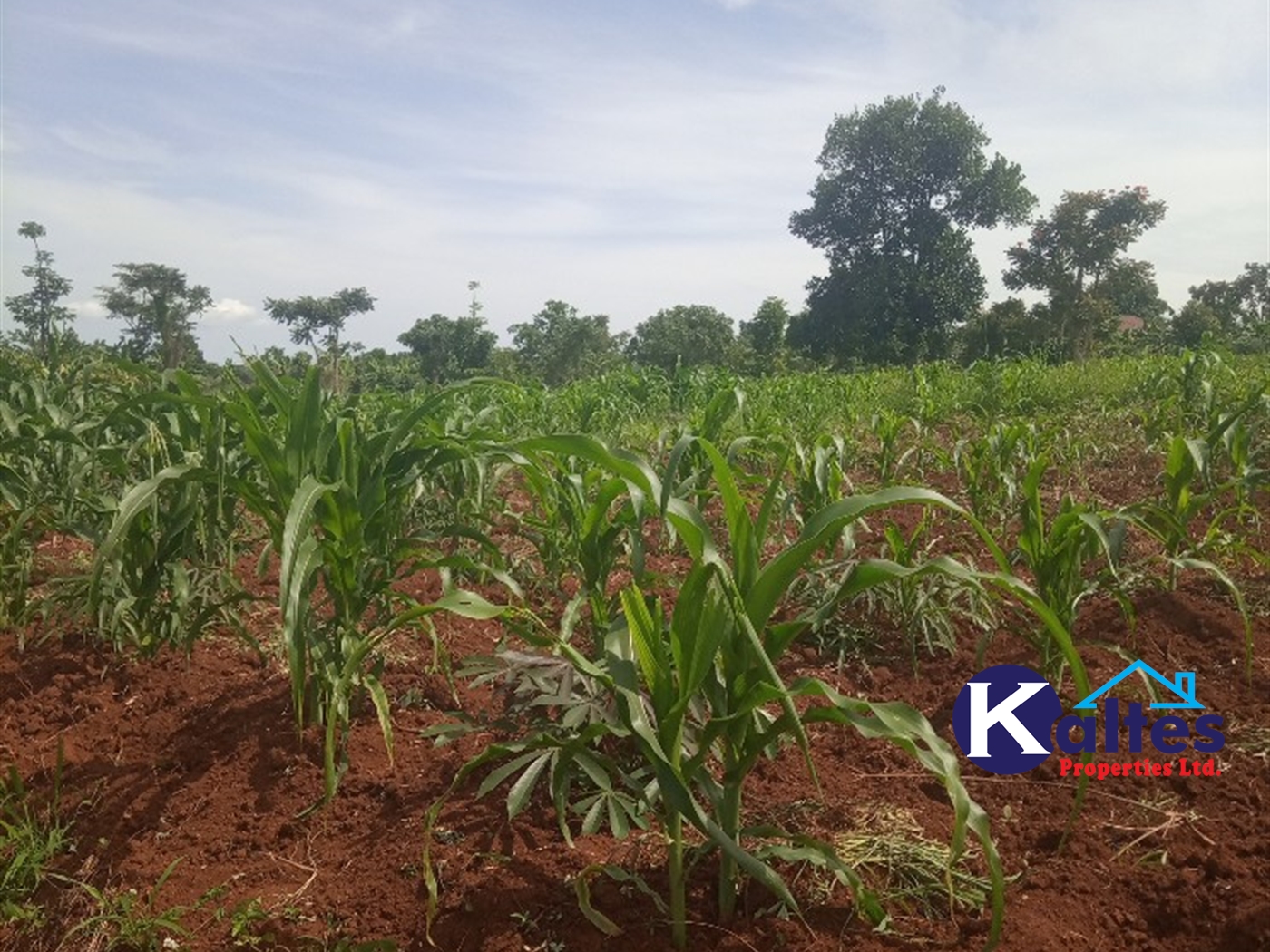 Agricultural Land for sale in Kayonza Kayunga