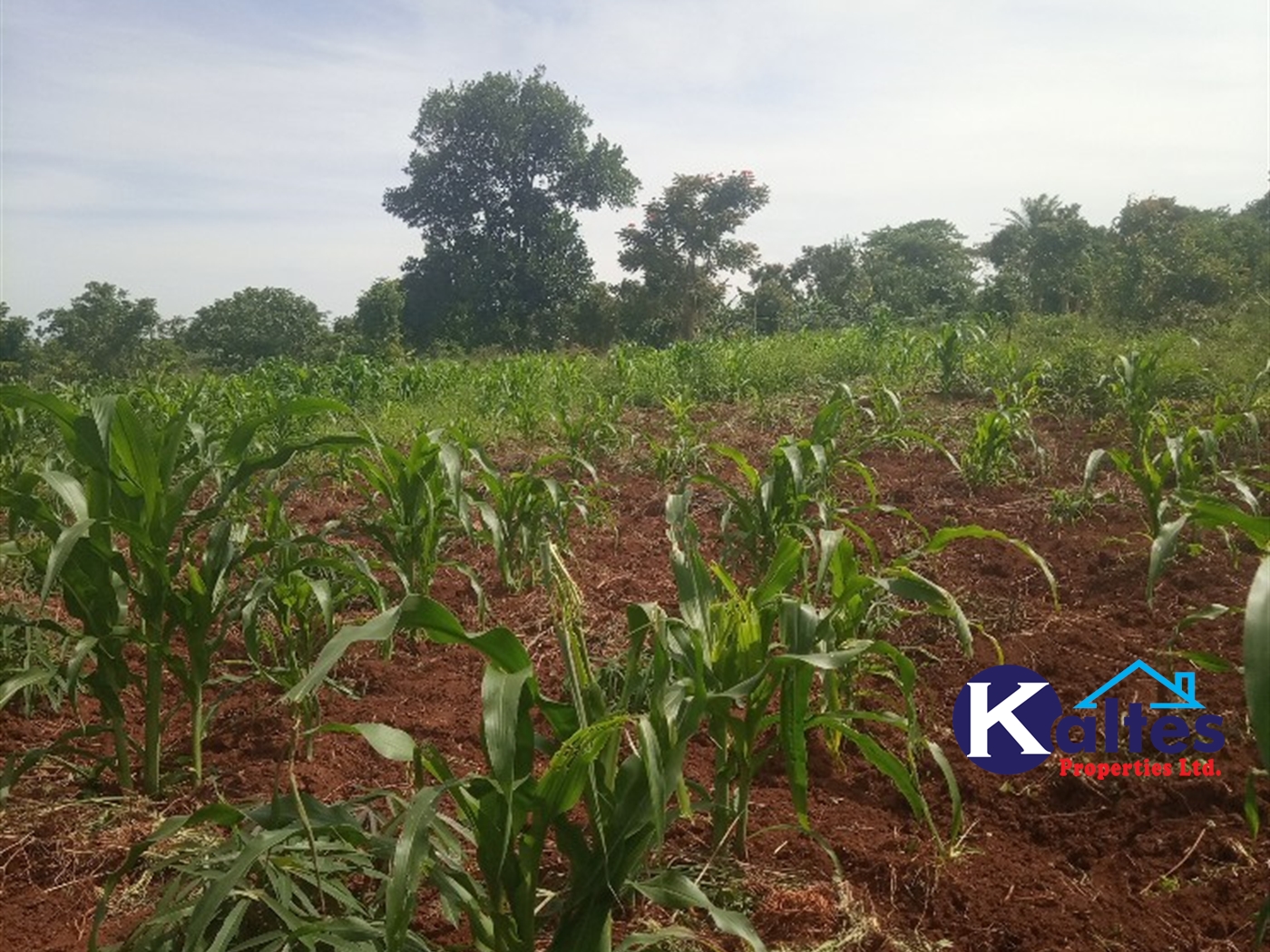 Agricultural Land for sale in Kayonza Kayunga