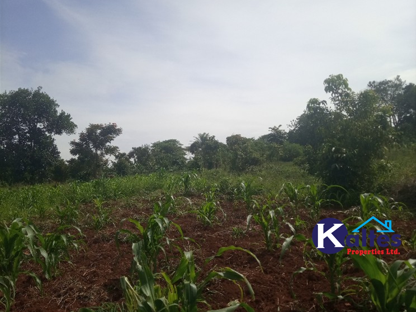 Agricultural Land for sale in Kayonza Kayunga