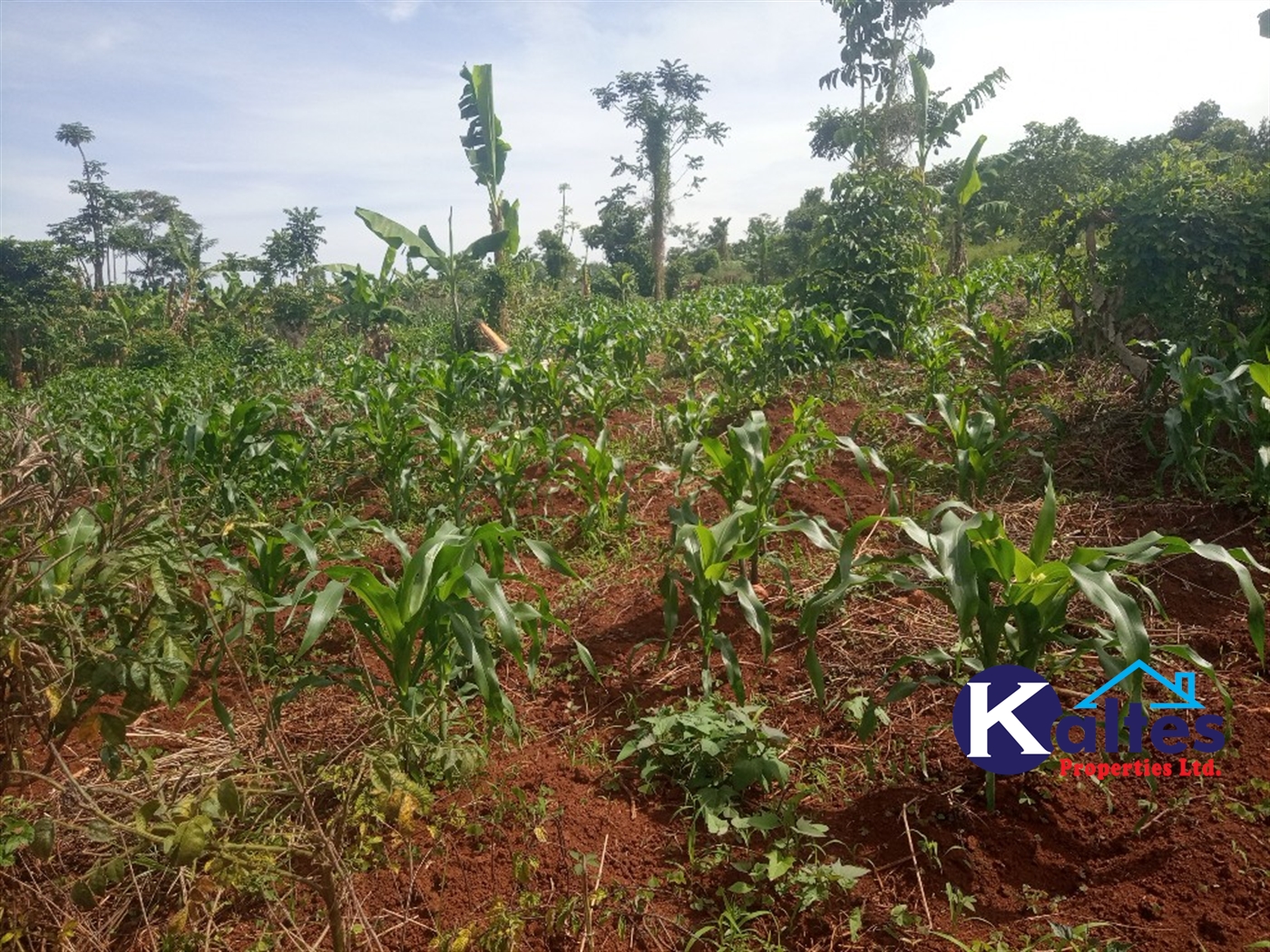 Agricultural Land for sale in Kayonza Kayunga