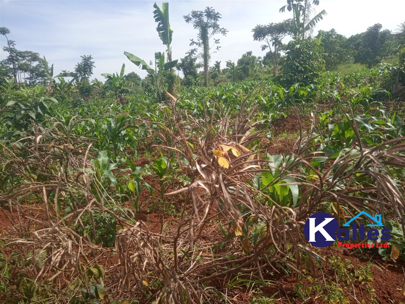 Agricultural Land for sale in Kayonza Kayunga