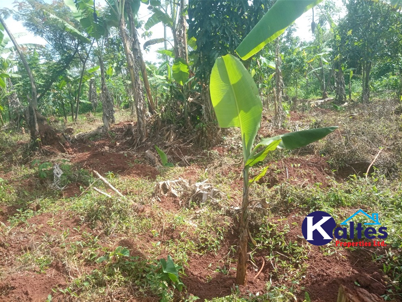 Agricultural Land for sale in Kazinga Kayunga