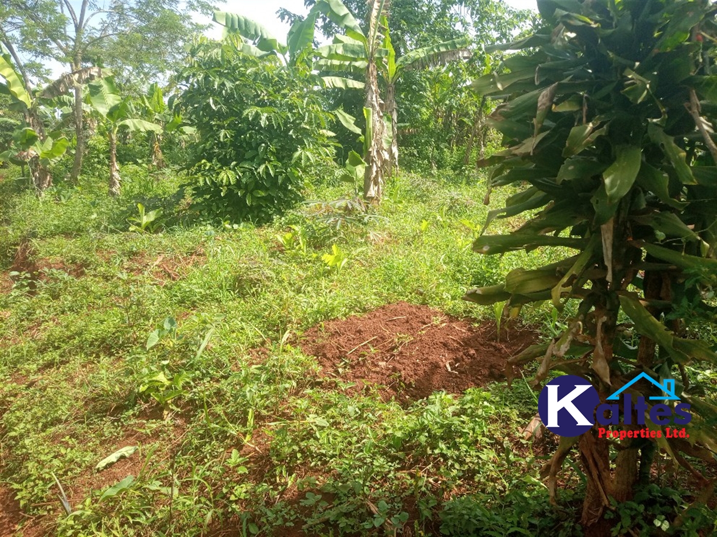 Agricultural Land for sale in Kazinga Kayunga