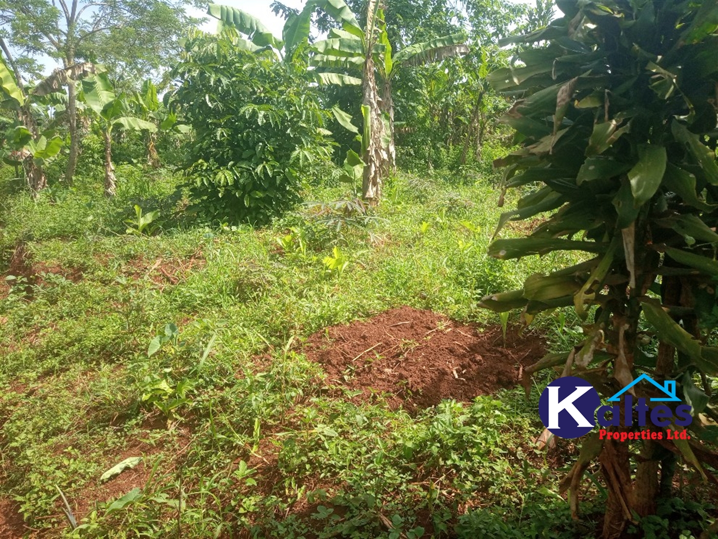 Agricultural Land for sale in Kazinga Kayunga