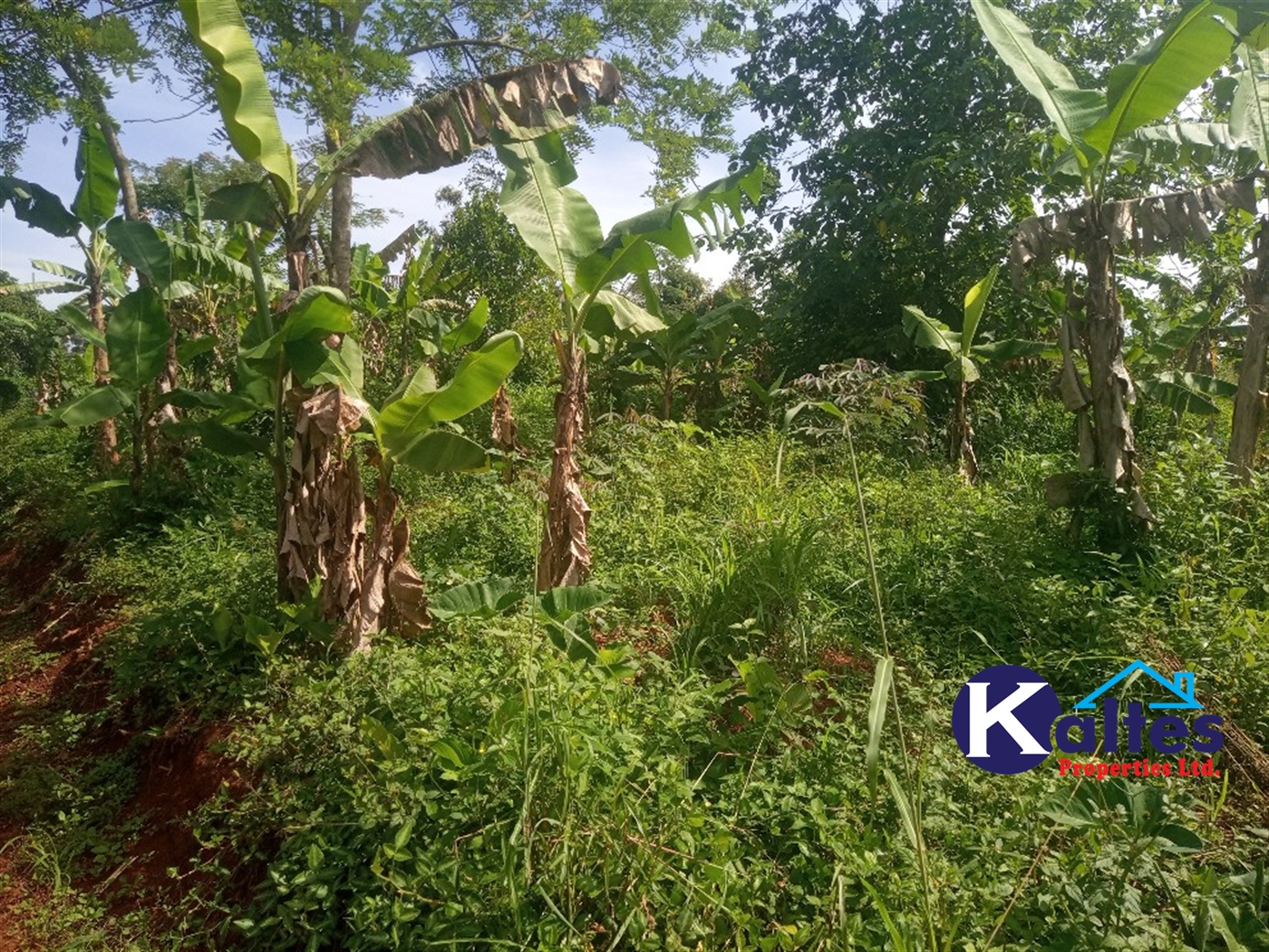 Agricultural Land for sale in Kidera Kayunga