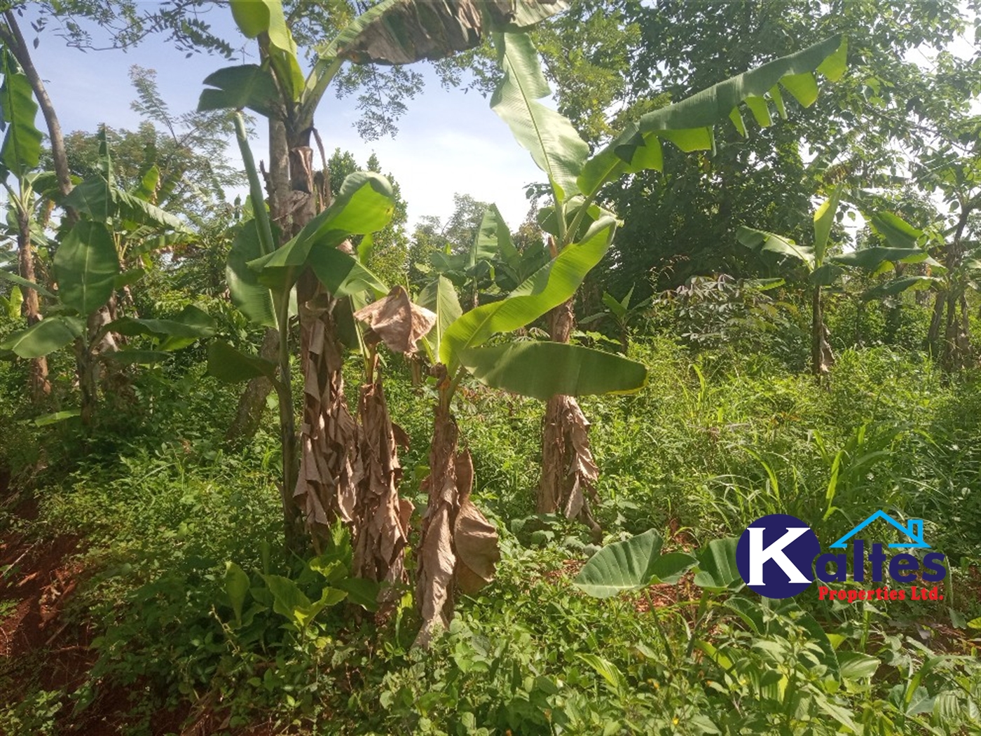 Agricultural Land for sale in Kidera Kayunga