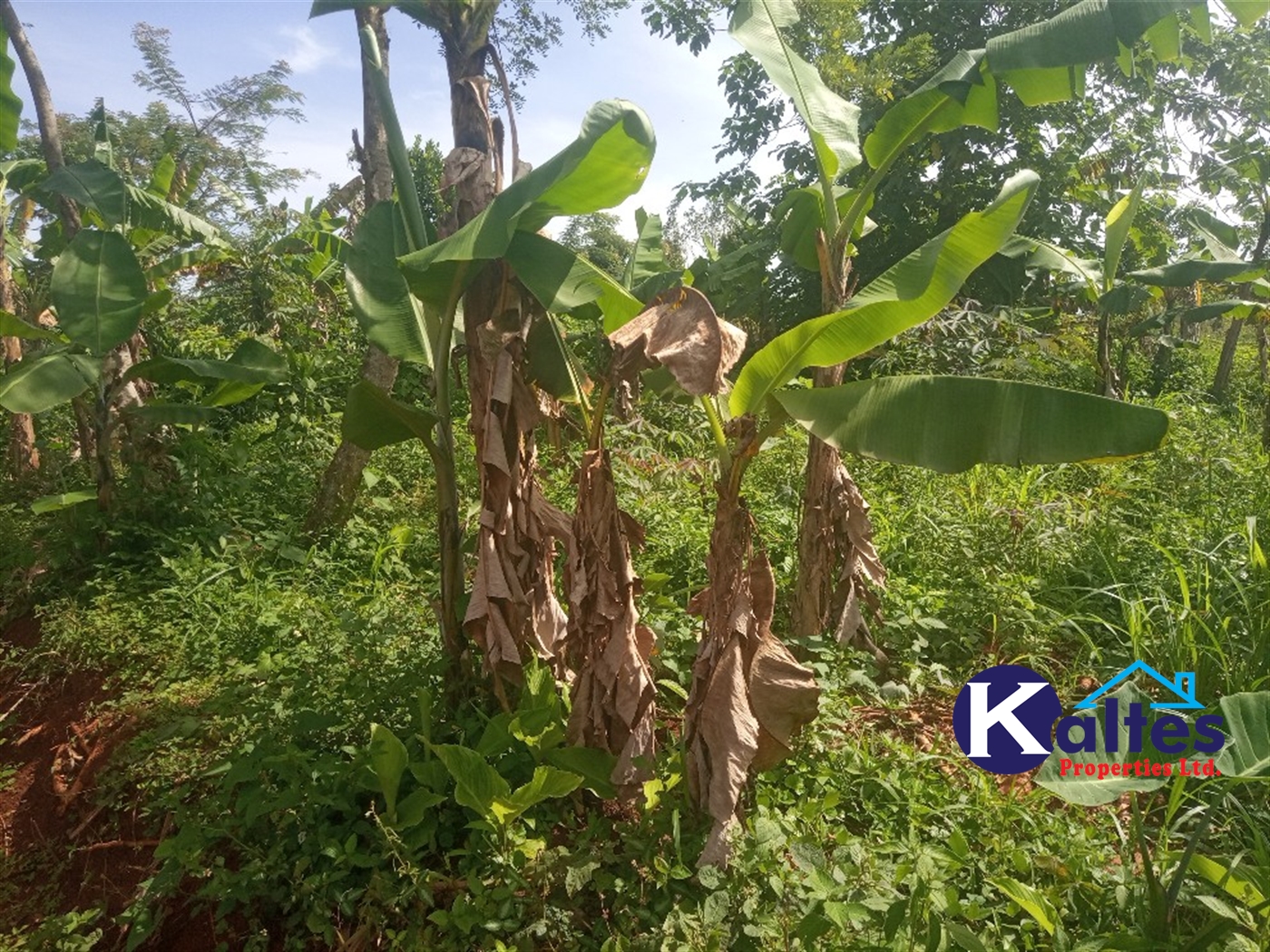 Agricultural Land for sale in Kidera Kayunga