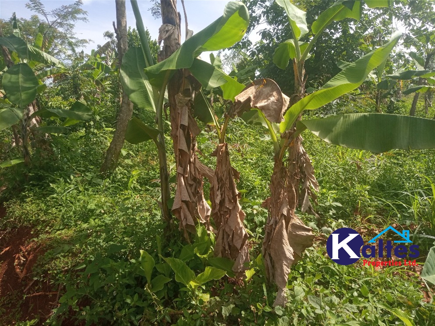 Agricultural Land for sale in Kidera Kayunga