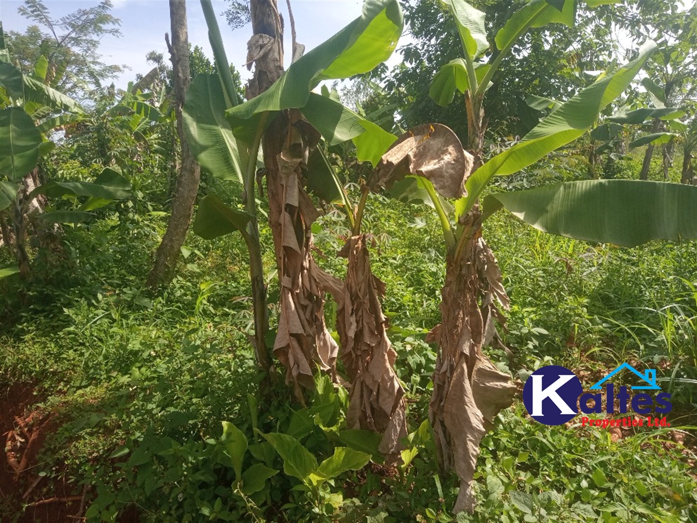 Agricultural Land for sale in Kidera Kayunga